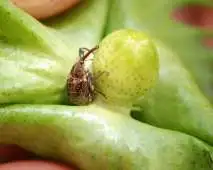 Monitoramento e controle de pragas da cana-de-açúcar