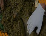 Necropsia